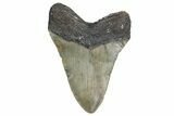 Bargain, Fossil Megalodon Tooth - North Carolina #347122-1